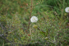 Clematis integrifolia