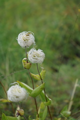 Clematis integrifolia
