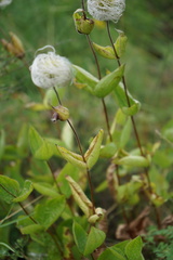 Clematis integrifolia