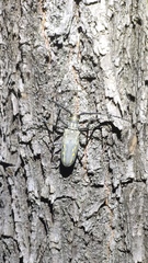 Batocera lineolata
