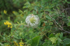 Clematis integrifolia