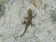 Mediodactylus russowii