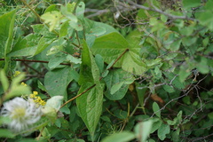Clematis integrifolia