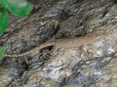 Mediodactylus russowii