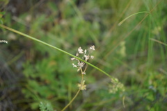 Thalictrum petaloideum
