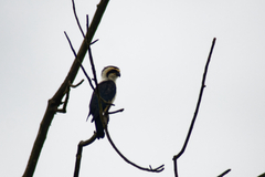 Microhierax caerulescens