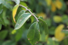Pereskia aculeata