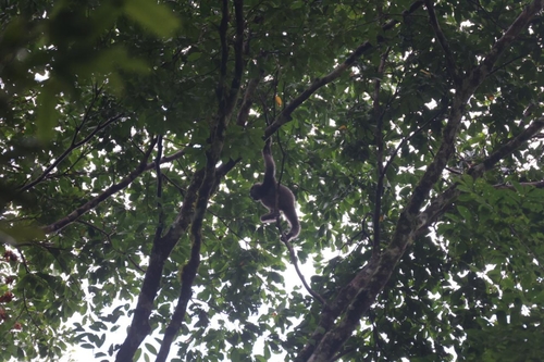 East Bornean Gray Gibbon