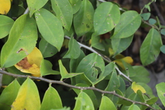 Pereskia aculeata