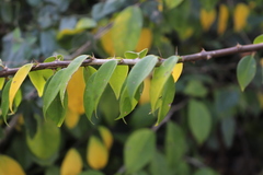 Pereskia aculeata