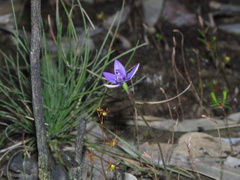 Glossodia minor