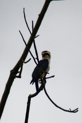 Microhierax caerulescens