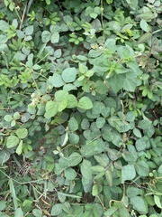 Calopogonium mucunoides