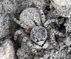 Aelurillus dubatolovi