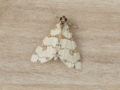 Conchylodes octonalis