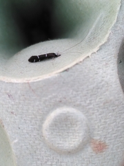 Athripsodes albifrons