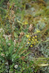 Oxytropis strobilacea