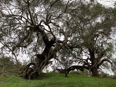 Eucalyptus viminalis cygnetensis