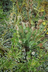 Spiraea trilobata