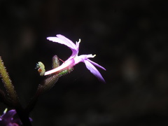 Stylidium productum