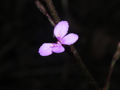Stylidium productum