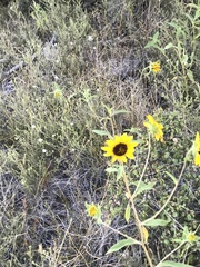 Helianthus exilis