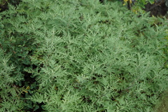 Artemisia gmelinii