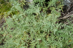 Artemisia gmelinii