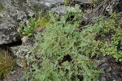 Artemisia gmelinii