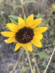 Helianthus exilis