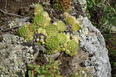 Orostachys spinosa