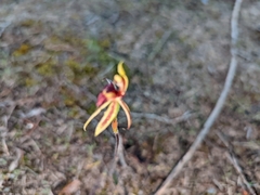 Caladenia cardiochila