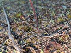 Caladenia cardiochila