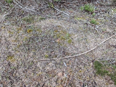 Caladenia cardiochila
