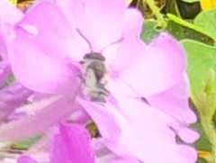 Megachile montivaga