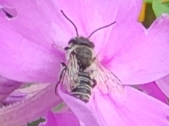 Megachile montivaga