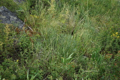 Peucedanum morisonii