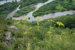 Peucedanum morisonii