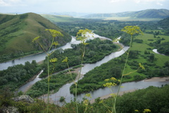 Peucedanum morisonii