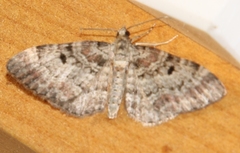 Eupithecia abietaria
