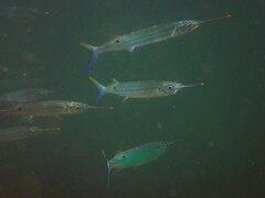Hyporhamphus