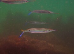 Hyporhamphus