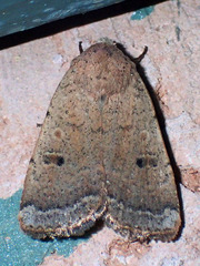 Abagrotis orbis