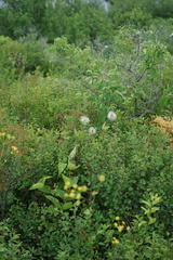 Clematis integrifolia
