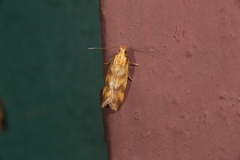 Mirificarma flavella