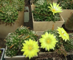 Mammillaria sphaerica