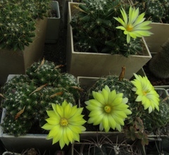 Mammillaria sphaerica