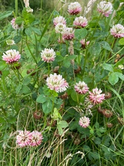 Trifolium hybridum hybridum