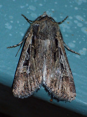 Euxoa divergens