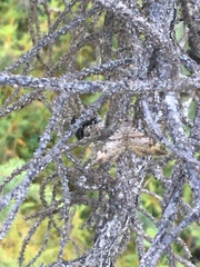 Xanthorhoe abrasaria